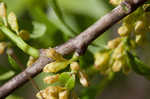 Lanceleaf buckthorn